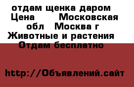 отдам щенка даром › Цена ­ 0 - Московская обл., Москва г. Животные и растения » Отдам бесплатно   